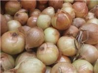 Onions, All Purpose